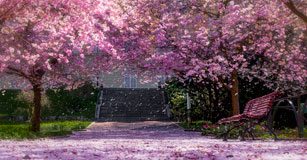 image of cherry blossoms